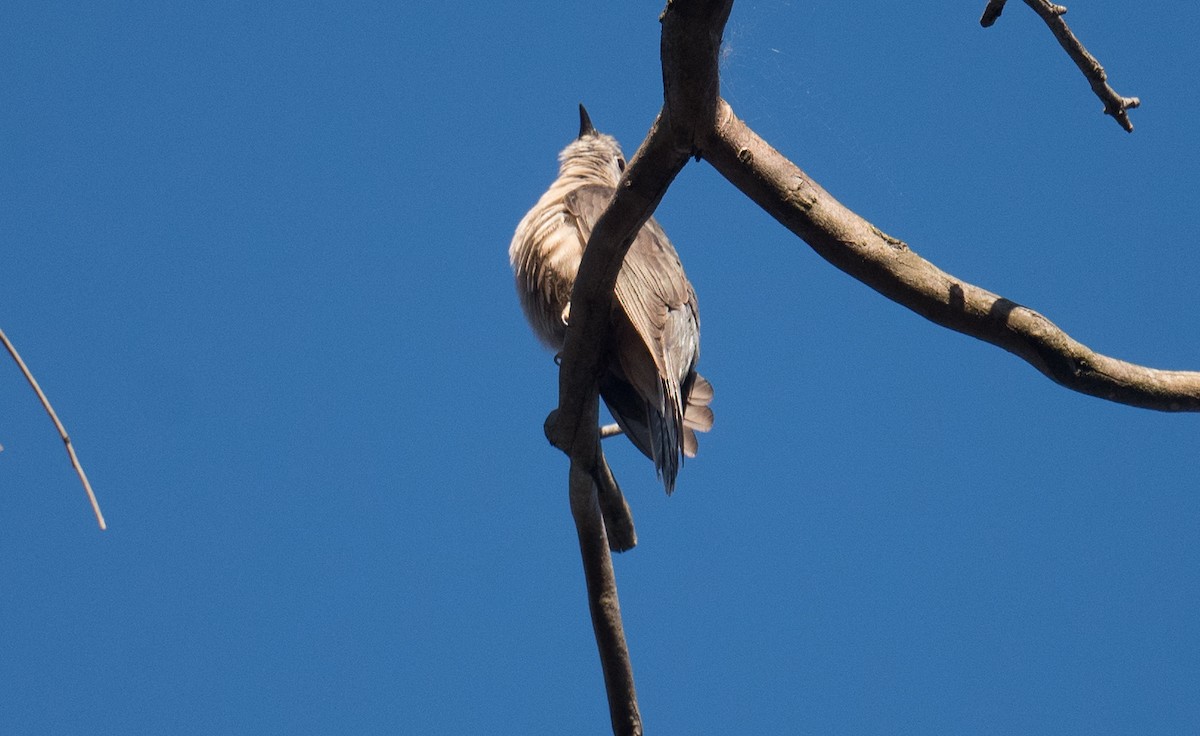 Cuco Varioloso - ML649433616