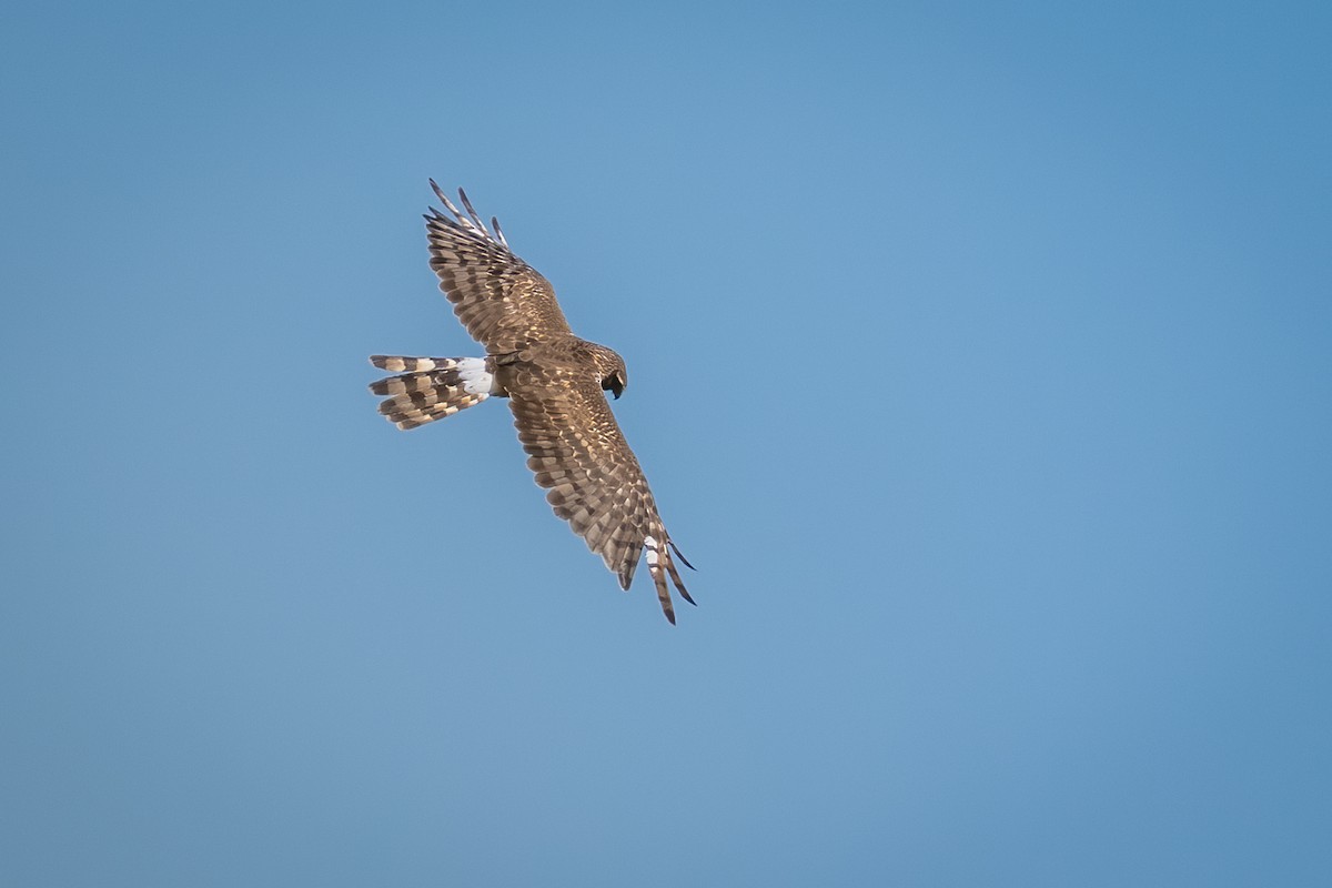 Aguilucho de Hudson - ML649433618
