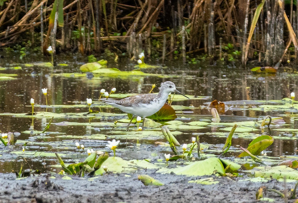 Archibebe Fino - ML649433619