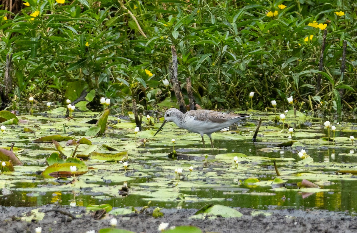 Archibebe Fino - ML649433621