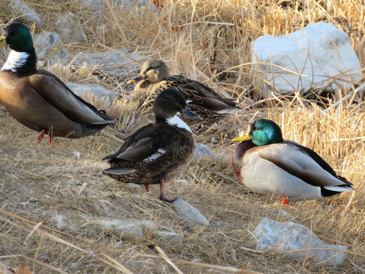 Ánade Azulón - ML649433622