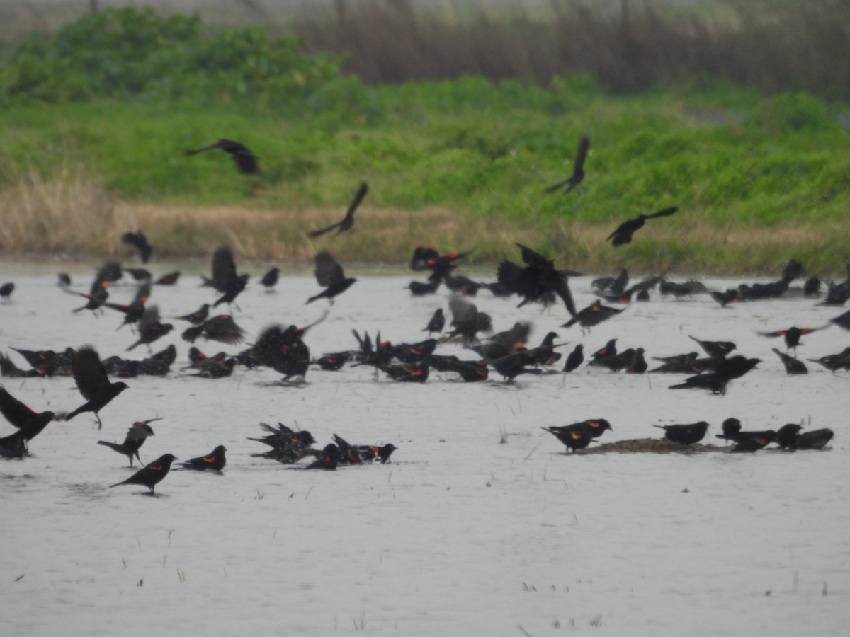 Sargento Alirrojo - ML649433623