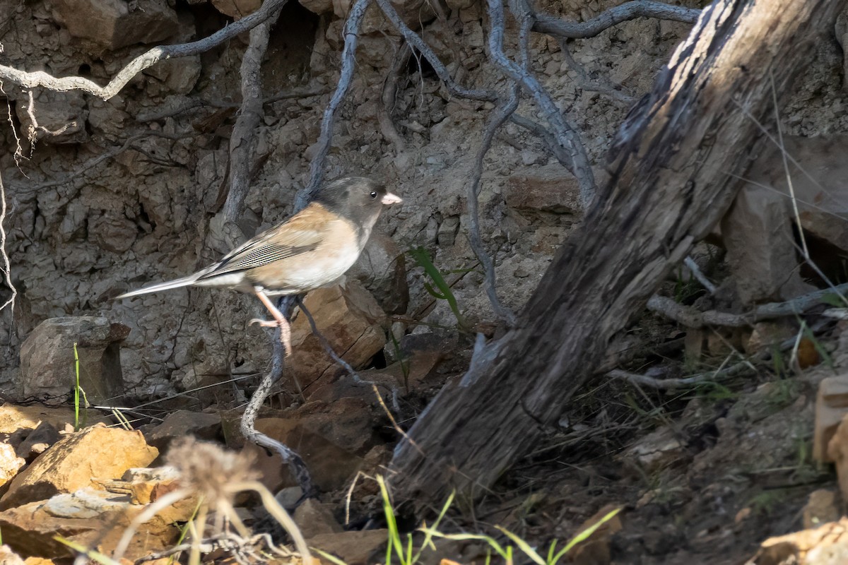 Junco Ojioscuro - ML649433624