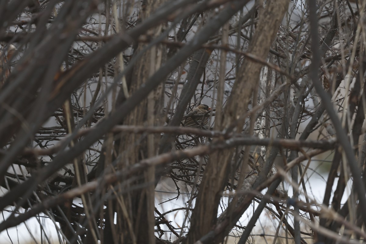 Chingolo de Harris - ML649433625