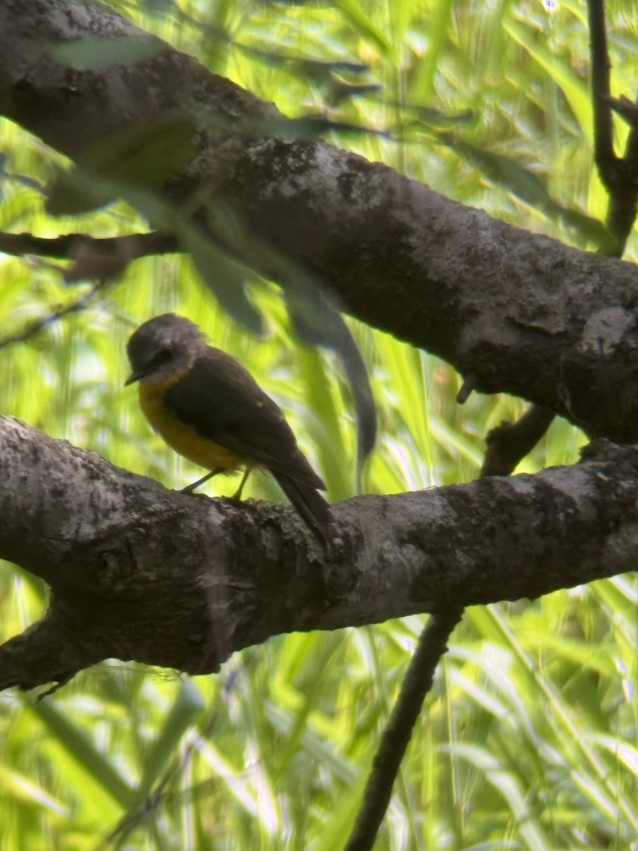 Petroica Amarilla - ML649433626