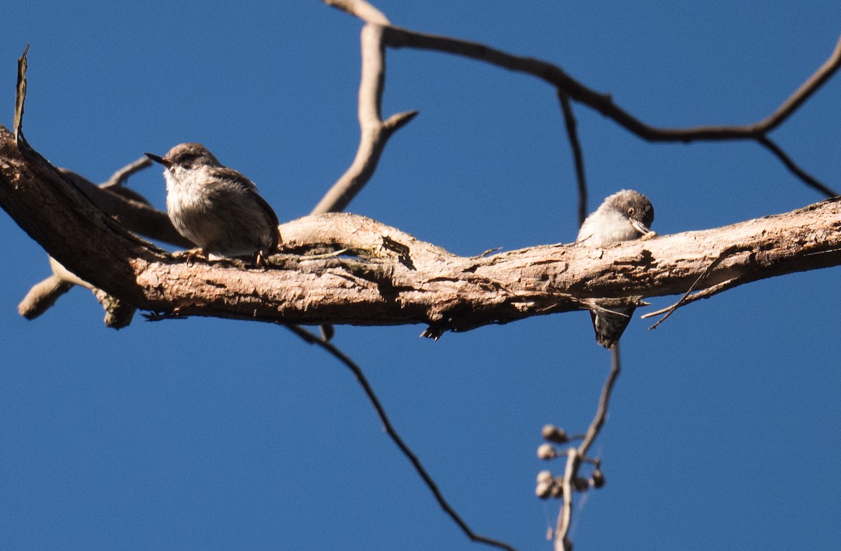 Neosita Variable - ML649433628