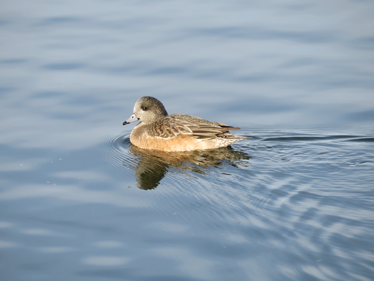 Silbón Americano - ML649433630