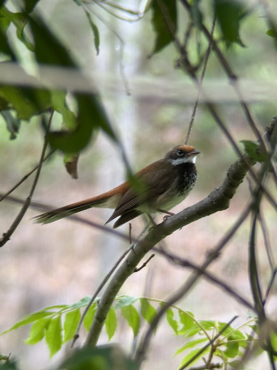 Abanico Rojizo - ML649433632