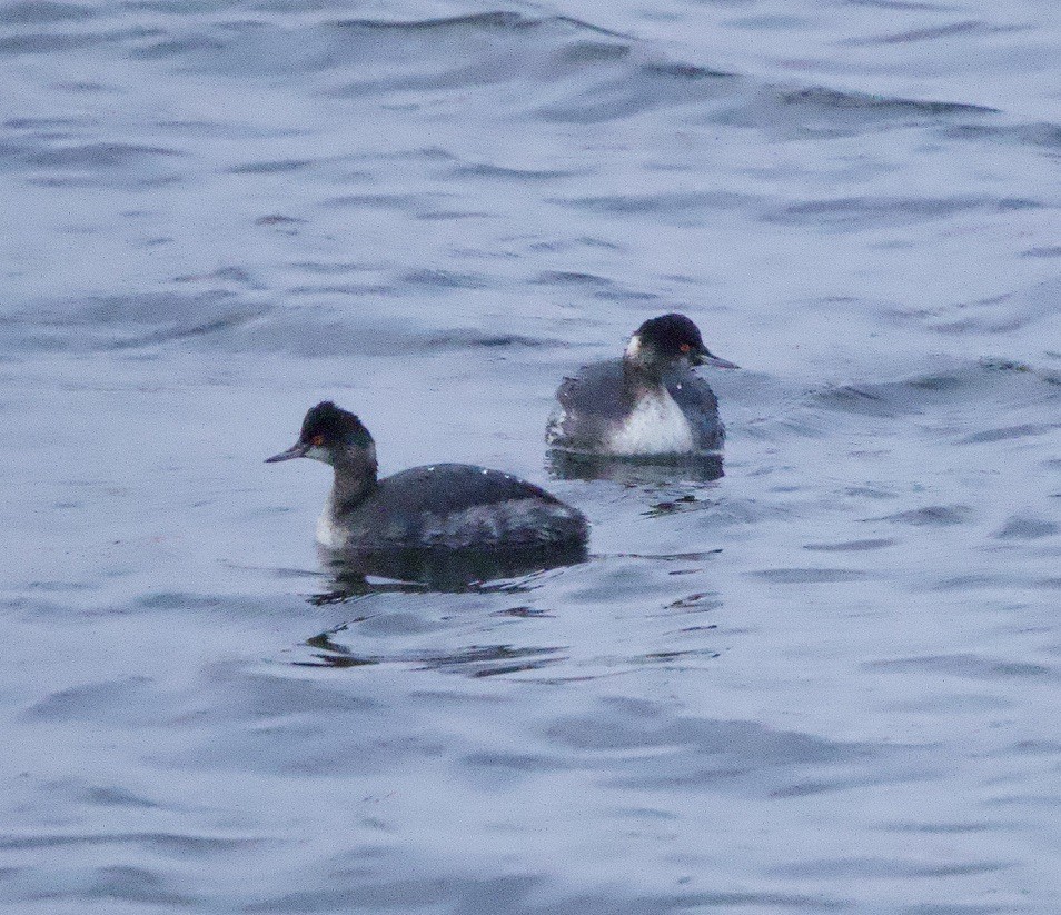 Zampullín Cuellinegro - ML649433634