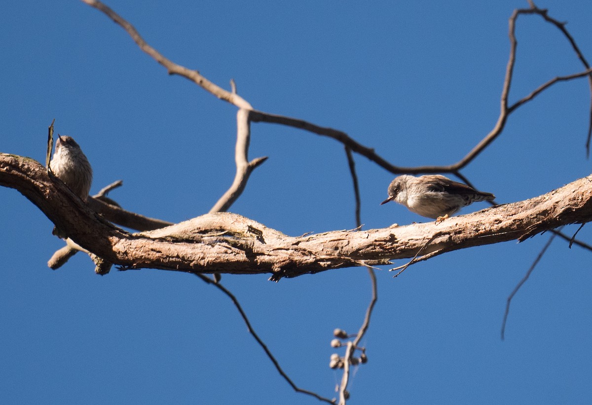 Neosita Variable - ML649433635