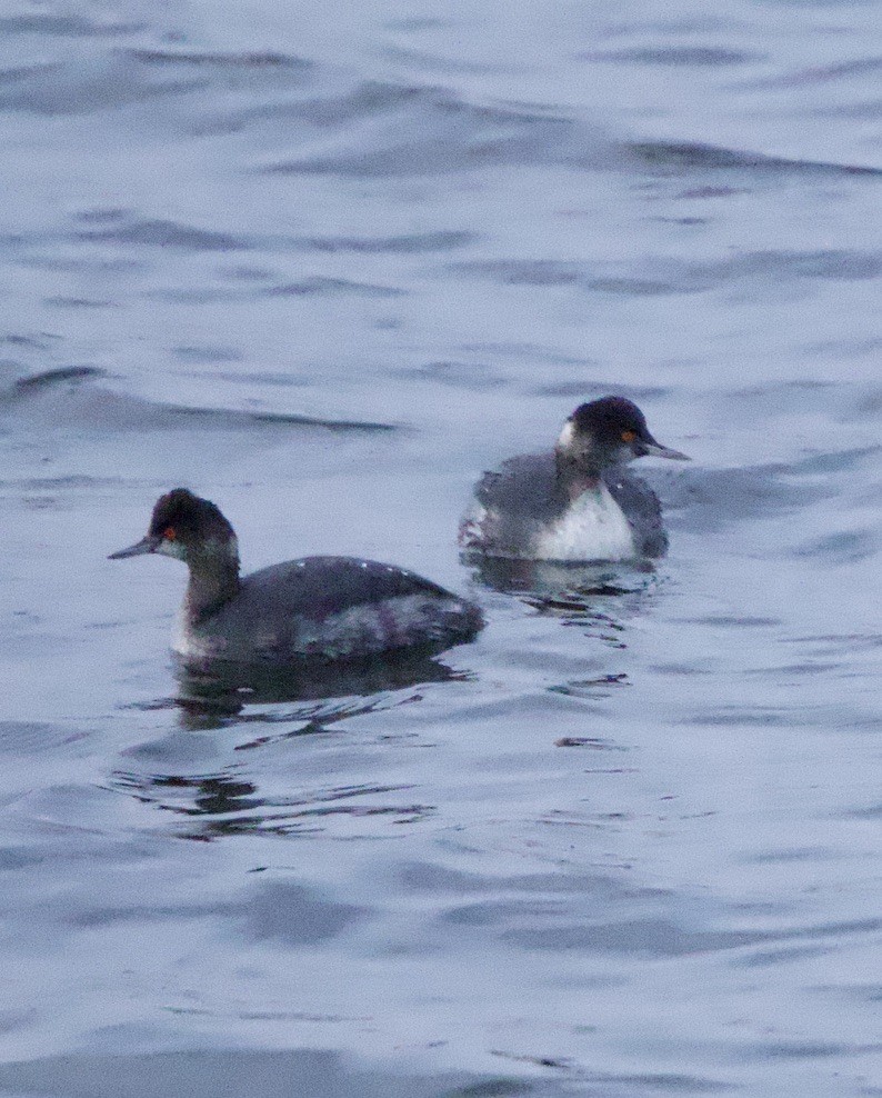 Zampullín Cuellinegro - ML649433637