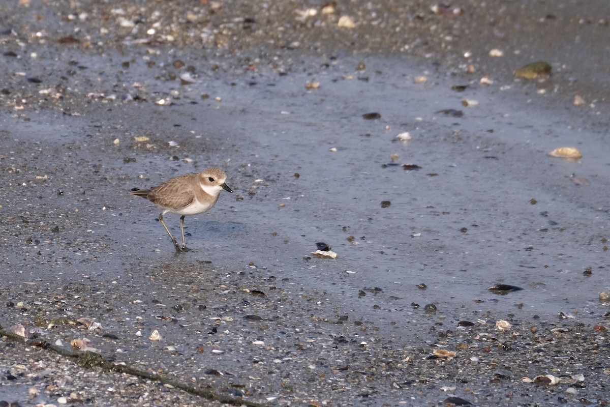 sand-plover sp. - ML649433653