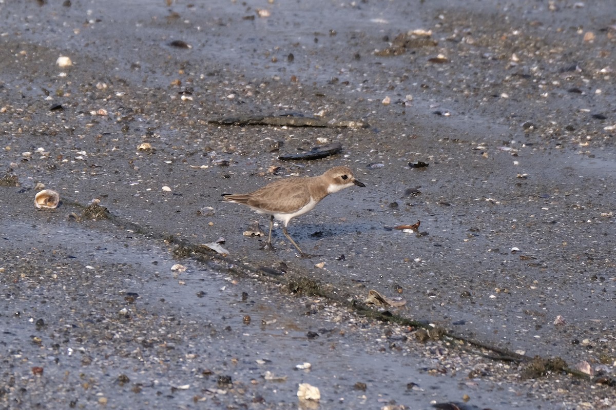 sand-plover sp. - ML649433654