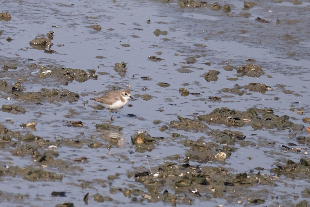 sand-plover sp. - ML649433655