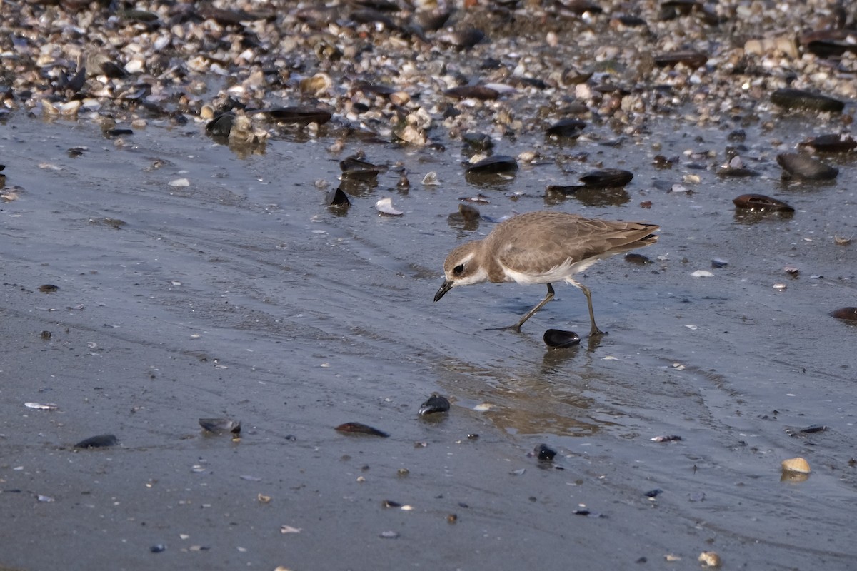 sand-plover sp. - ML649433657