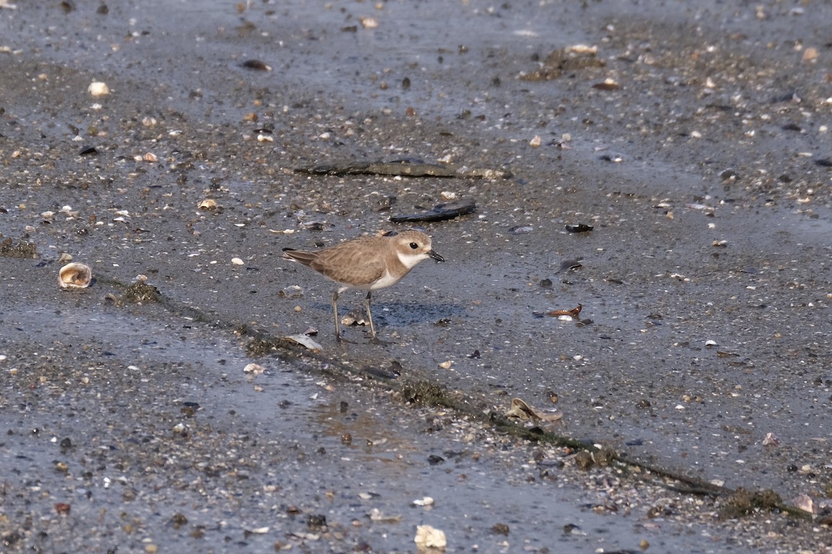 sand-plover sp. - ML649433658