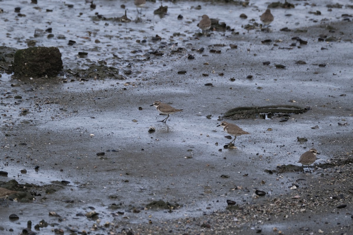 sand-plover sp. - ML649433660