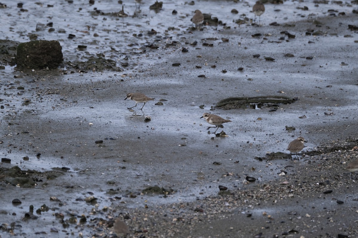 sand-plover sp. - ML649433662
