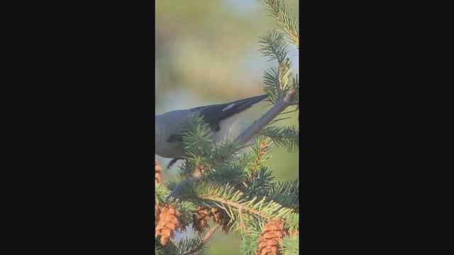 Clark's Nutcracker - ML649433706