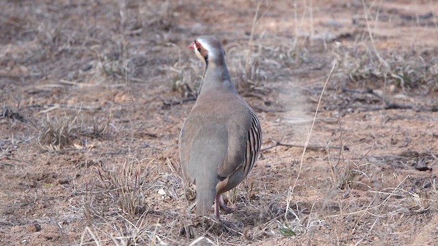 Chukar - ML649433793
