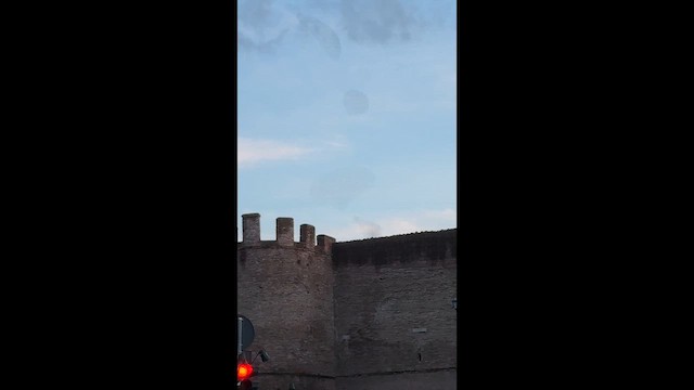 European Starling - ML649433818