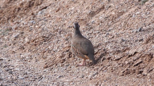 Chukar - ML649433831