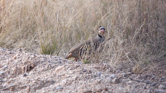 Chukar - ML649433878