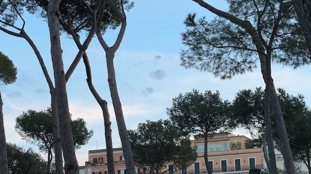 European Starling - ML649433929