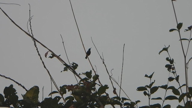 Loten's Sunbird - ML649433957