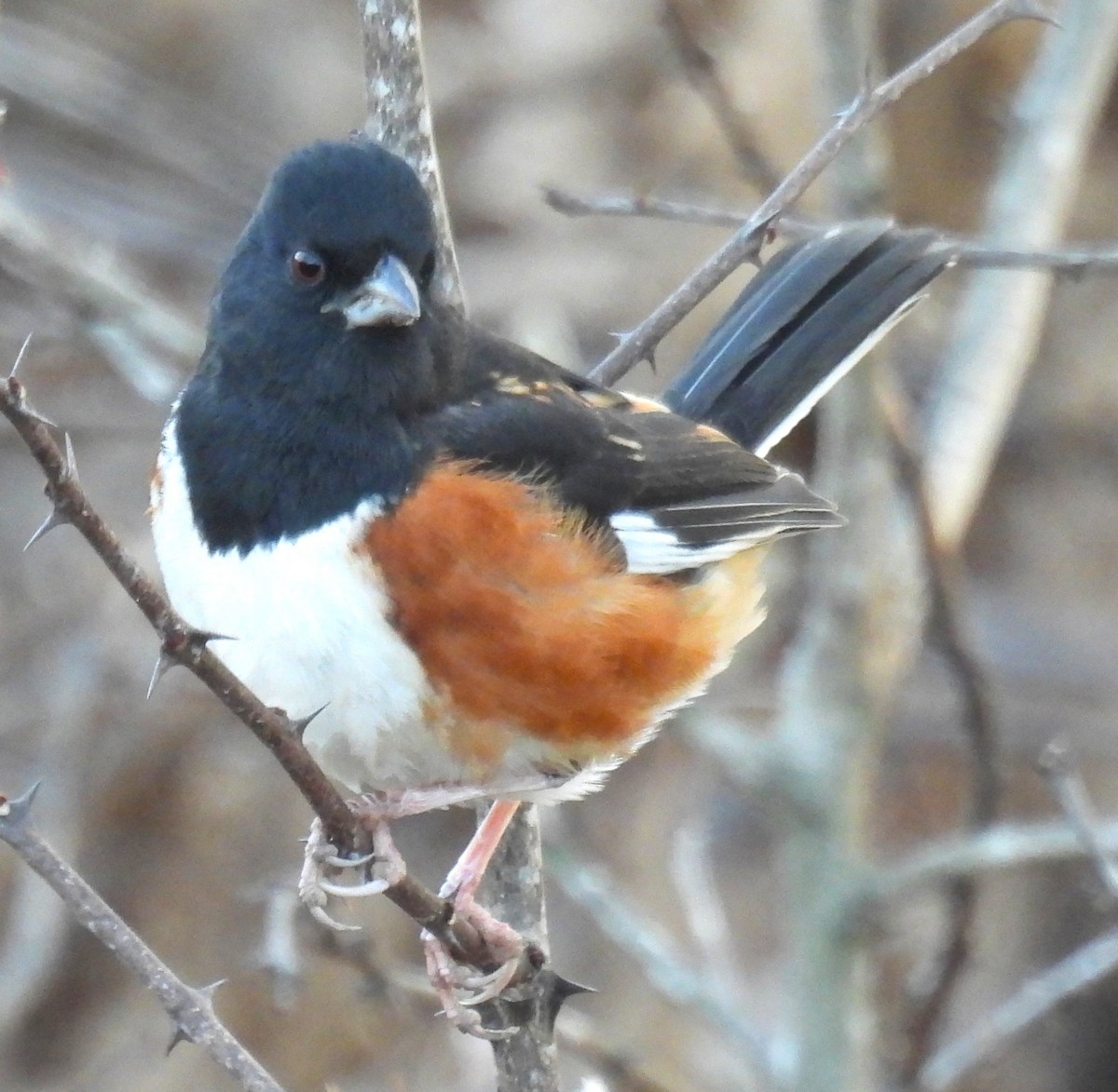 Eastern Towhee - ML649434047