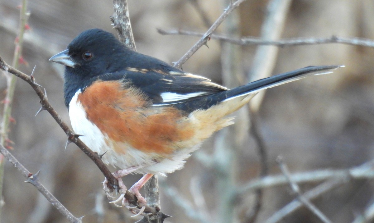 Eastern Towhee - ML649434048
