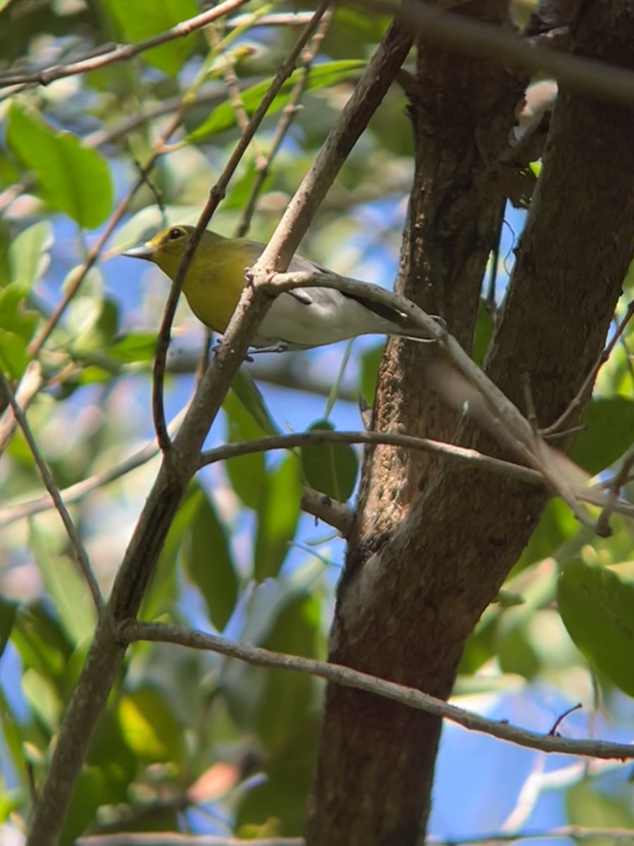 ויראו צהוב-גרון - ML649434545