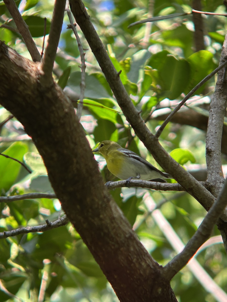 ויראו צהוב-גרון - ML649434546