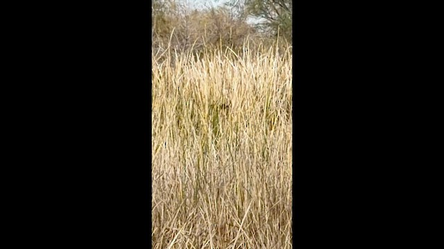 アメリカハイイロチュウヒ - ML649434633