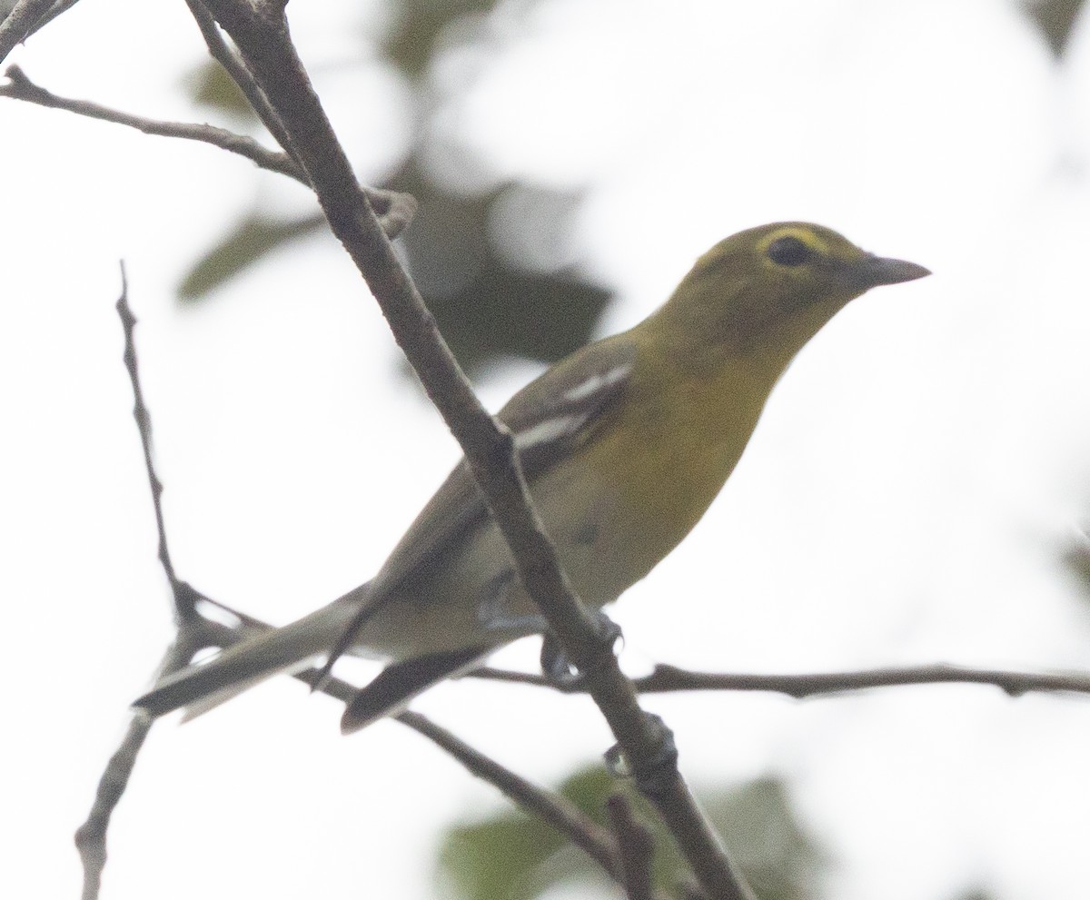 ויראו צהוב-גרון - ML649435303