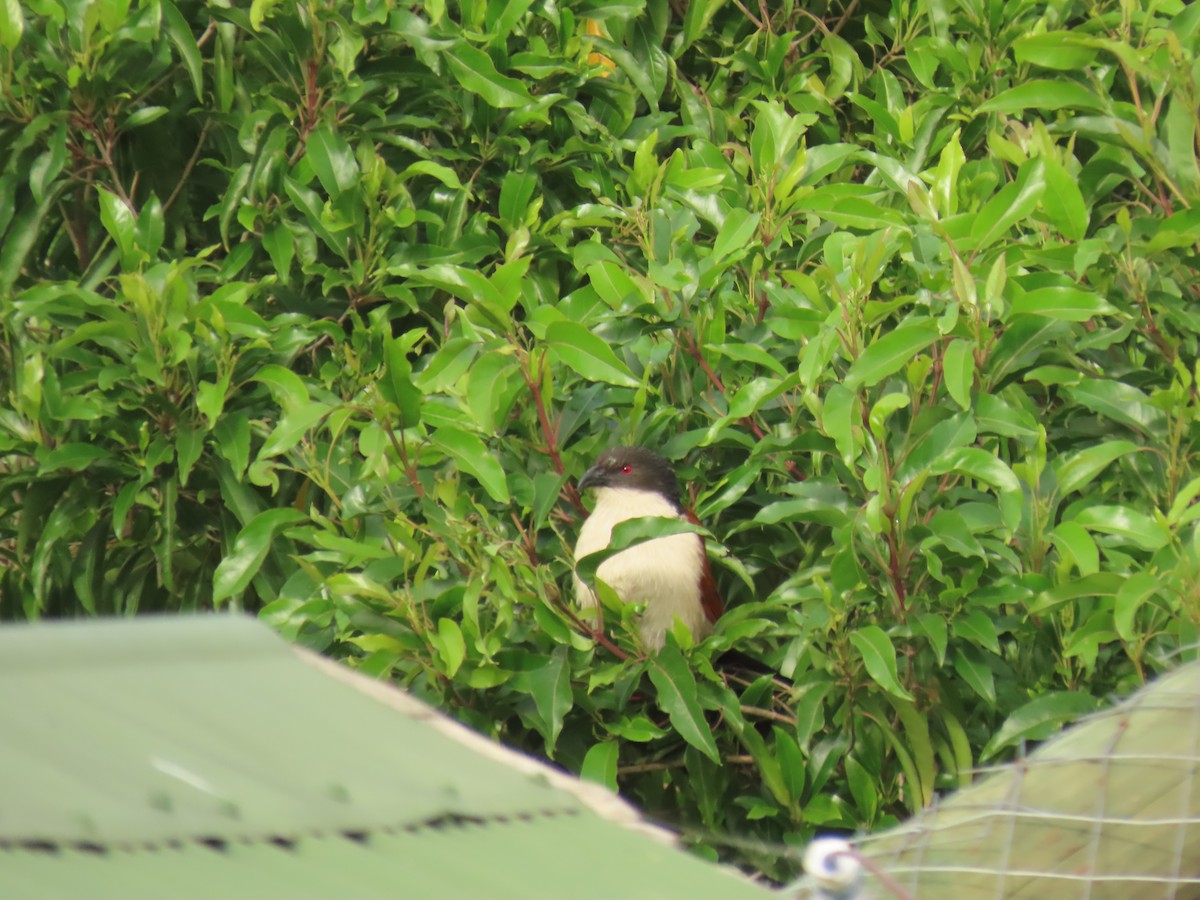 Burchell Kukalı - ML649435471