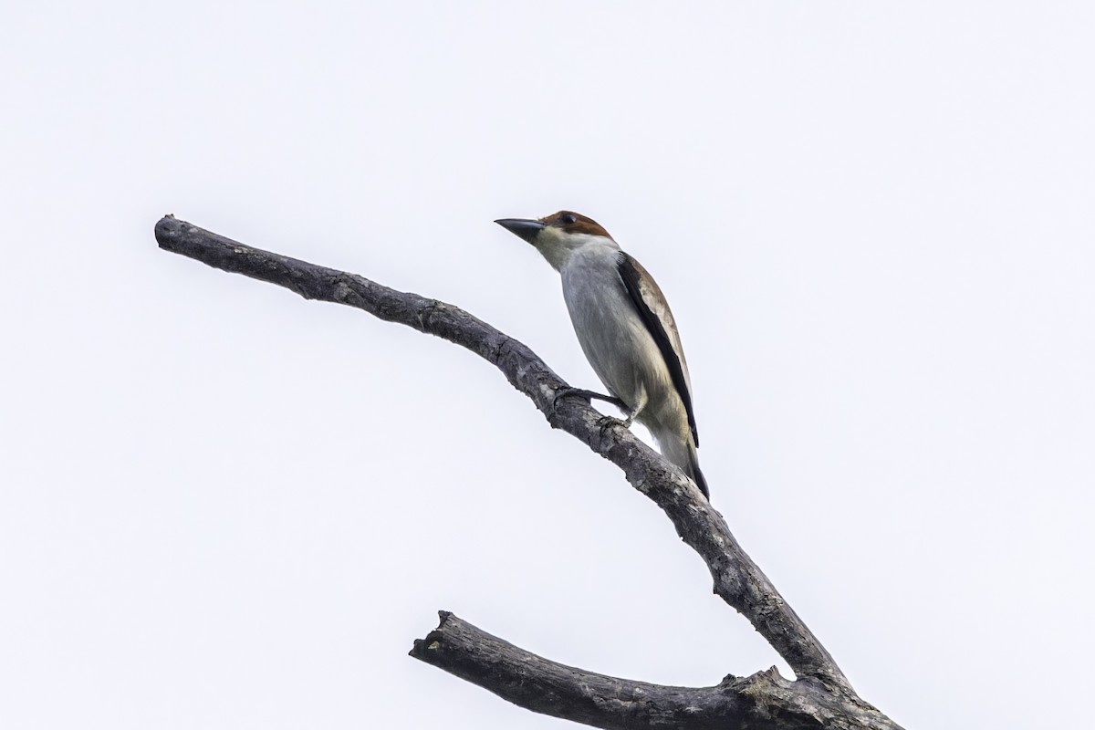 Black-crowned Tityra - ML649435491