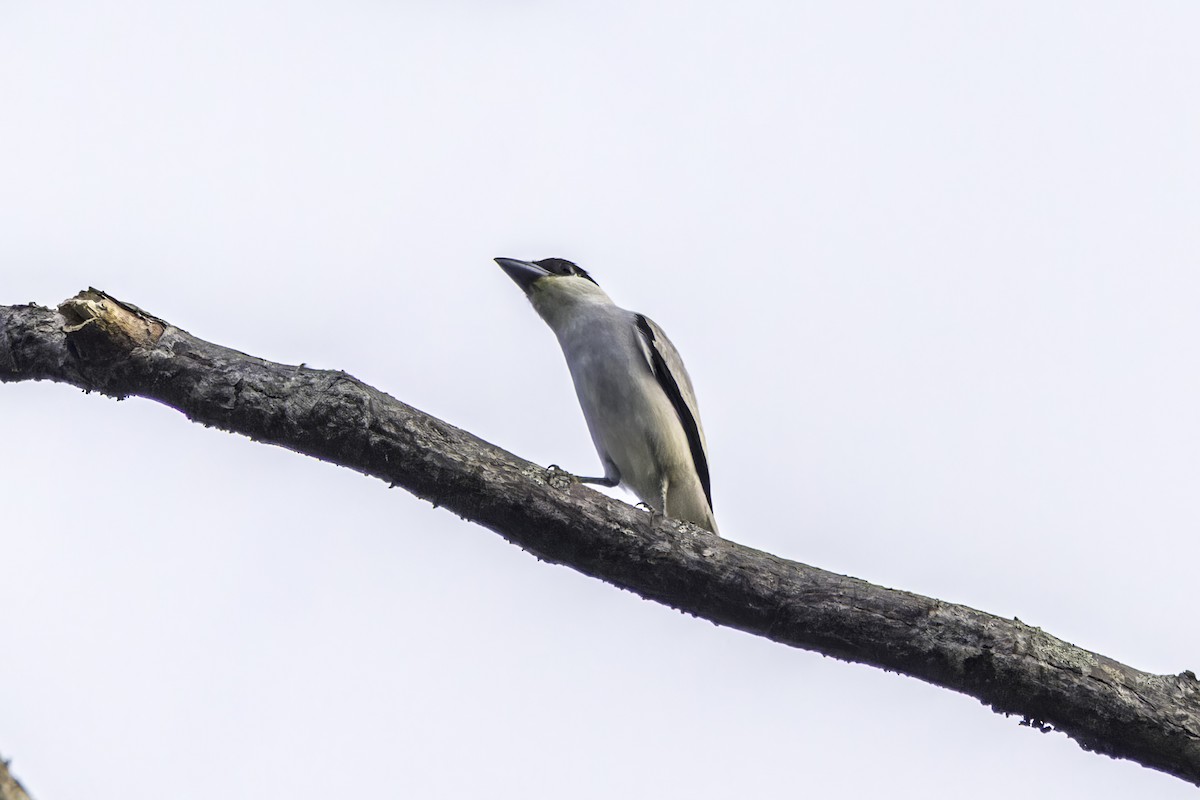 Black-crowned Tityra - ML649435492