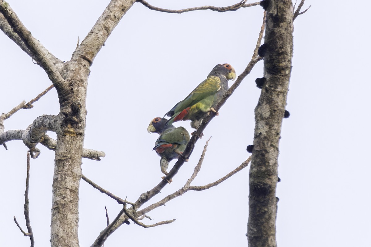 White-crowned Parrot - ML649435514