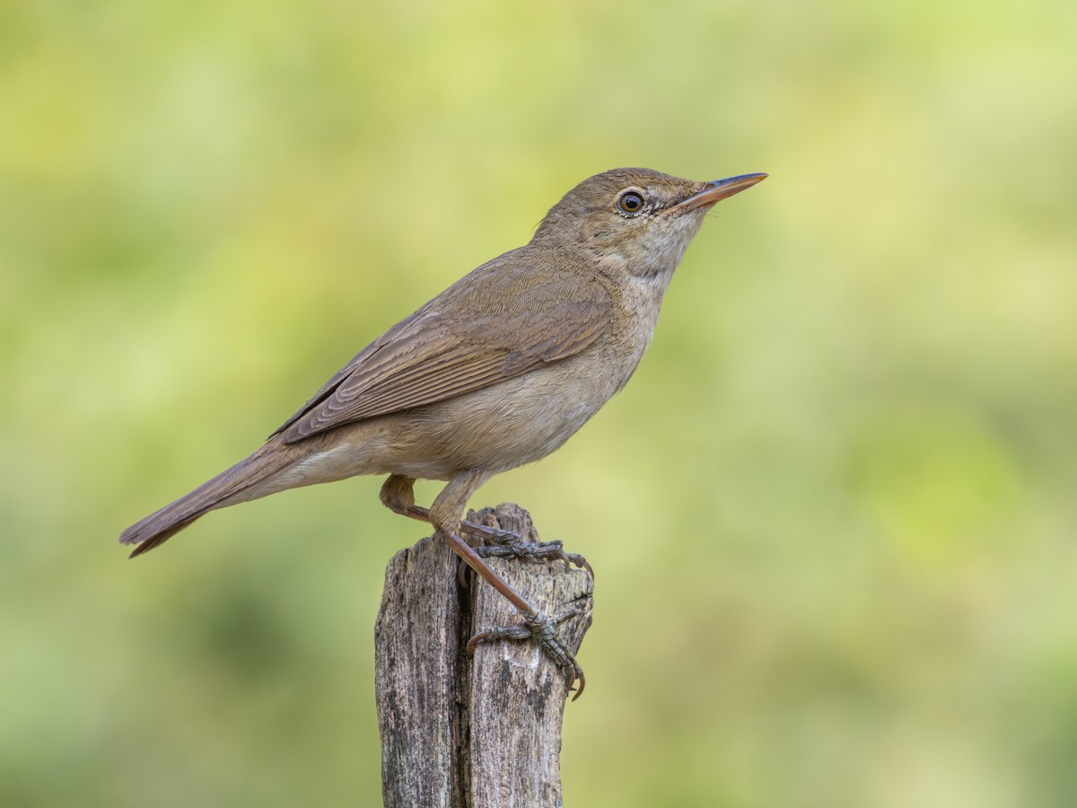 Blyth's Reed Warbler - Acrocephalus dumetorum - Birds of the World