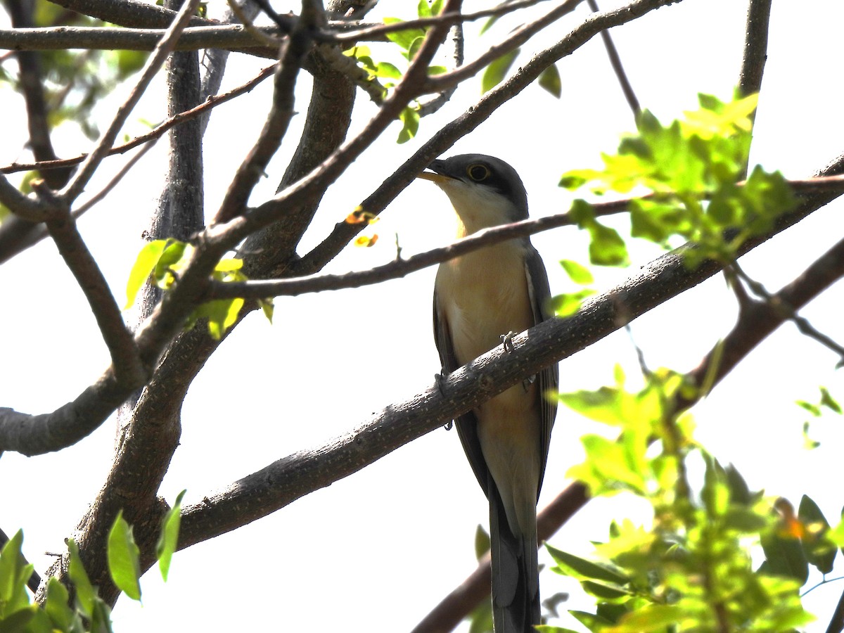 Mangrove Cuckoo - ML649435579