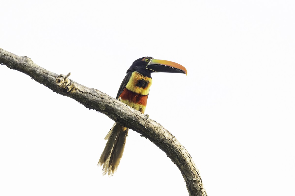 Fiery-billed Aracari - ML649435595