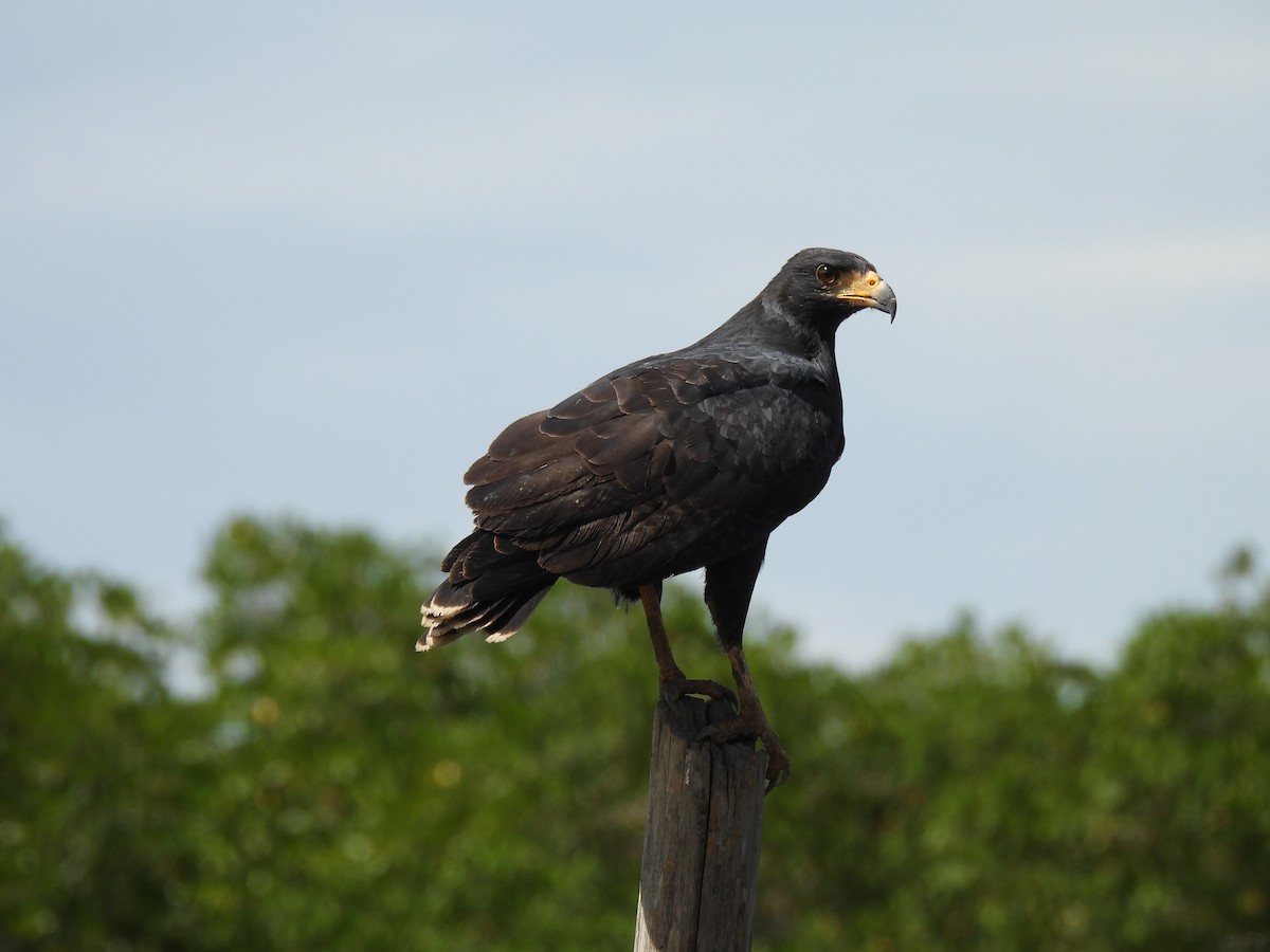 Common Black Hawk - ML649435664