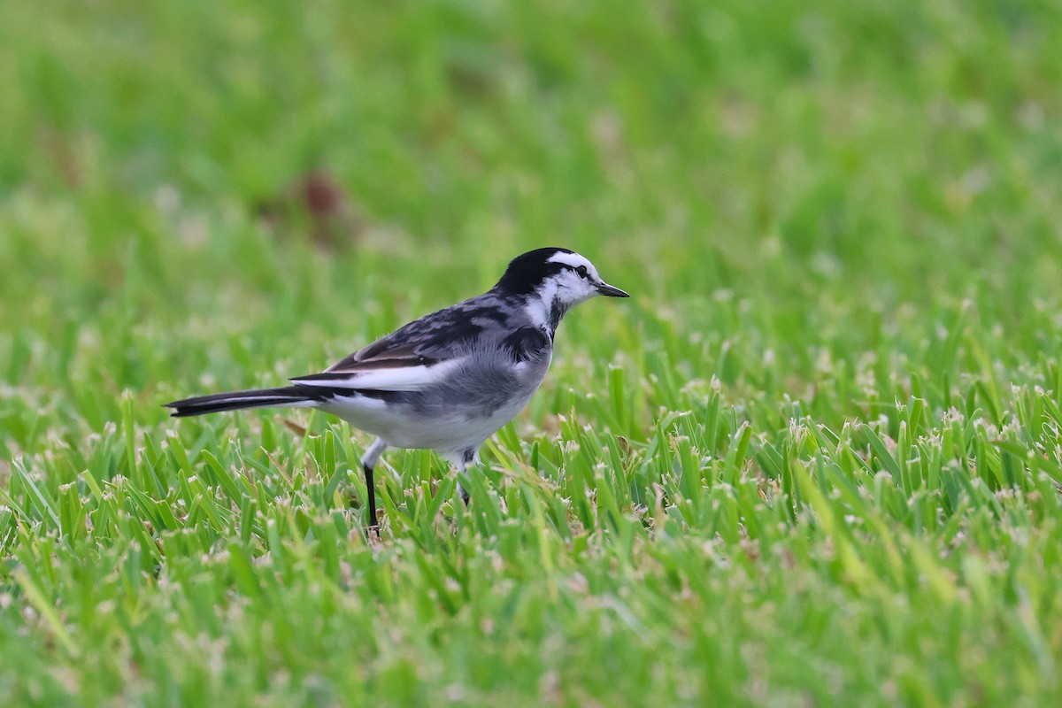 White Wagtail (Black-backed) - ML649435696