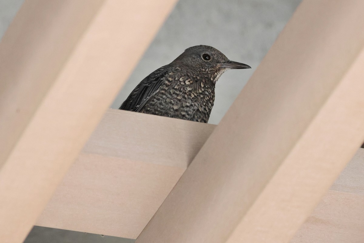 Blue Rock-Thrush - ML649435700