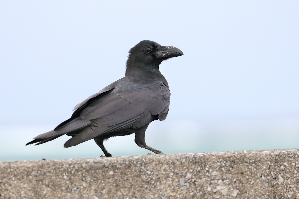 Large-billed Crow - ML649435702