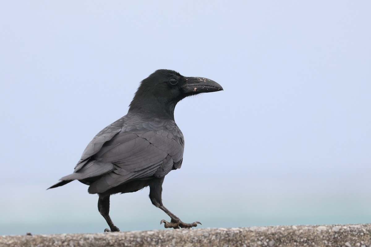 Large-billed Crow - ML649435703