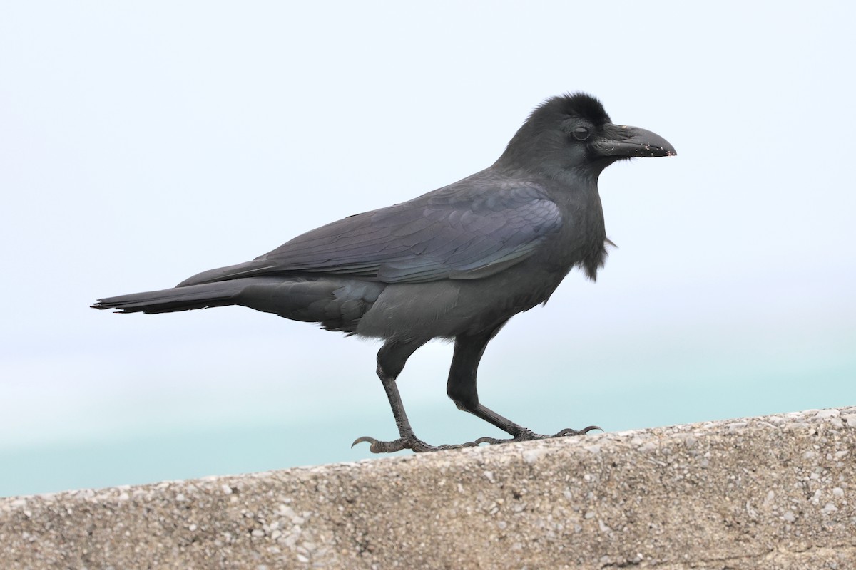 Large-billed Crow - ML649435704
