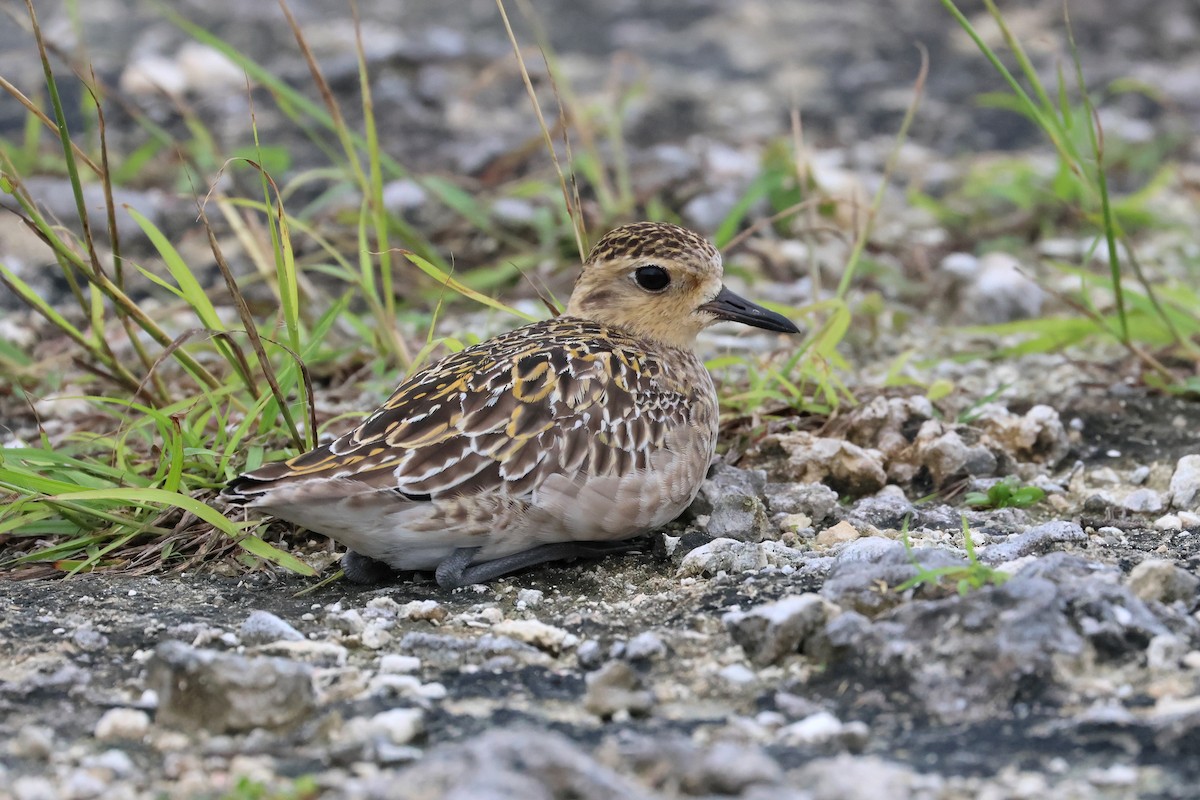 Pacific Golden-Plover - ML649435721