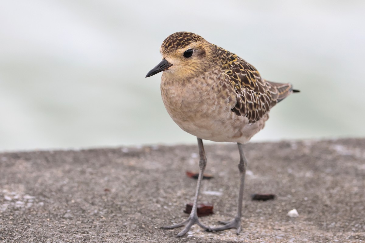 Pacific Golden-Plover - ML649435723